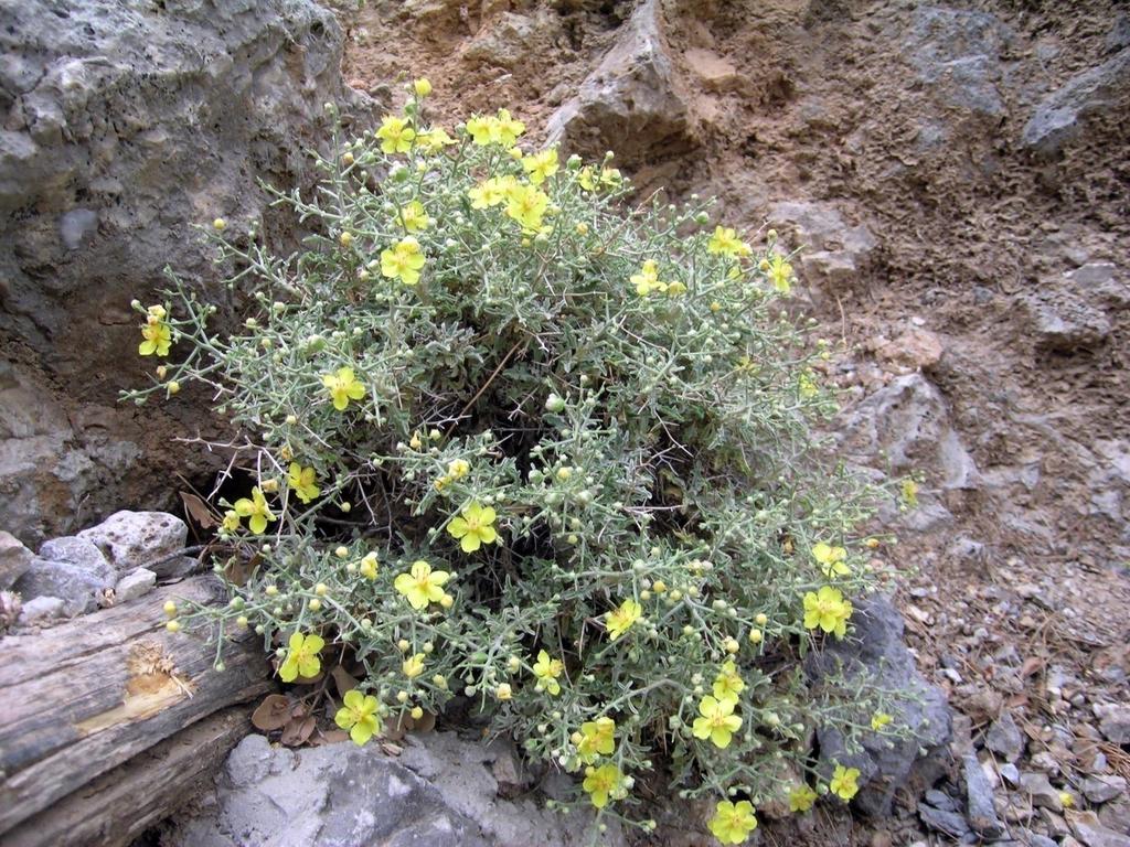 Verbascum