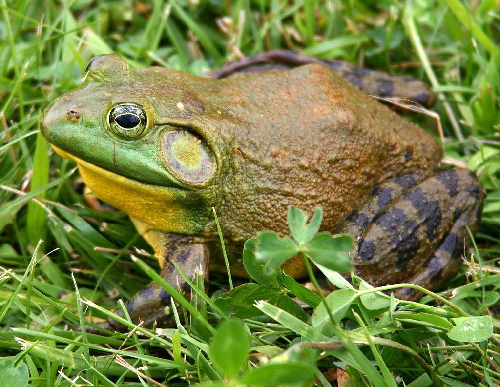 ΑΜΦΙΒΙΑ Άνουρα Lithobates