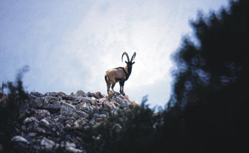 Το Αγρίμι (Capra aegagrus cretica) Το έφερε ο