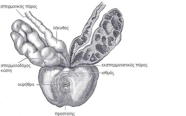 Ο ΣΠΕΡΜΑΤΙΚΟΣ ΠΟΡΟΣ Αποτελεί τη συνέχεια της ουράς της επιδιδυμίδας και εκτείνεται από τον κάτω πόλο του όρχεως, μέχρι τη βάση του προστάτη, όπου αναστομώνεται με τη σπερματοδόχο κύστη και μεταβαίνει