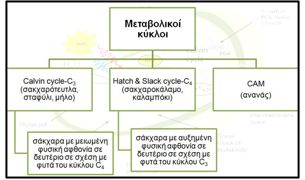 Η περιεκτικότητα ενός δείγματος σε 13 C προσδιορίζεται από το διοξείδιο του άνθρακα που προκύπτει από από την πλήρη καύση του δείγματος.