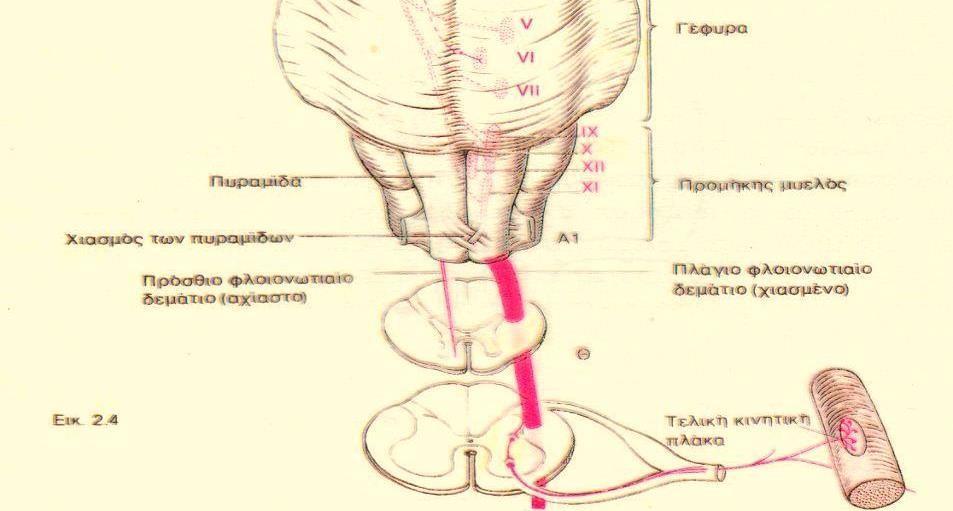 Εικόνα 1.8: Σχηματική απεικόνιση της πυραμιδικής οδού ή φλοιονωτιαίας οδού. (Πηγή: www.docplayer.