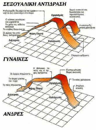 - 136 - Ειδικότερα, στις γυναίκες παρατηρείται πρήξιμο των χειλέων του αιδοίου και της κλειτορίδας, το σώμα σχηματίζει καμάρα, ο κόλπος και η μήτρα συσπώνται μαζί ρυθμικά, ενώ στον άνδρα παρατηρείται