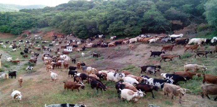 σε λιβάδια της ορεινής ζώνης εκτός του δηµοτικού διαµερίσµατος, στο οποίο είναι η βάση τους για να αξιοποιήσουν τα λιβάδια κυρίως των