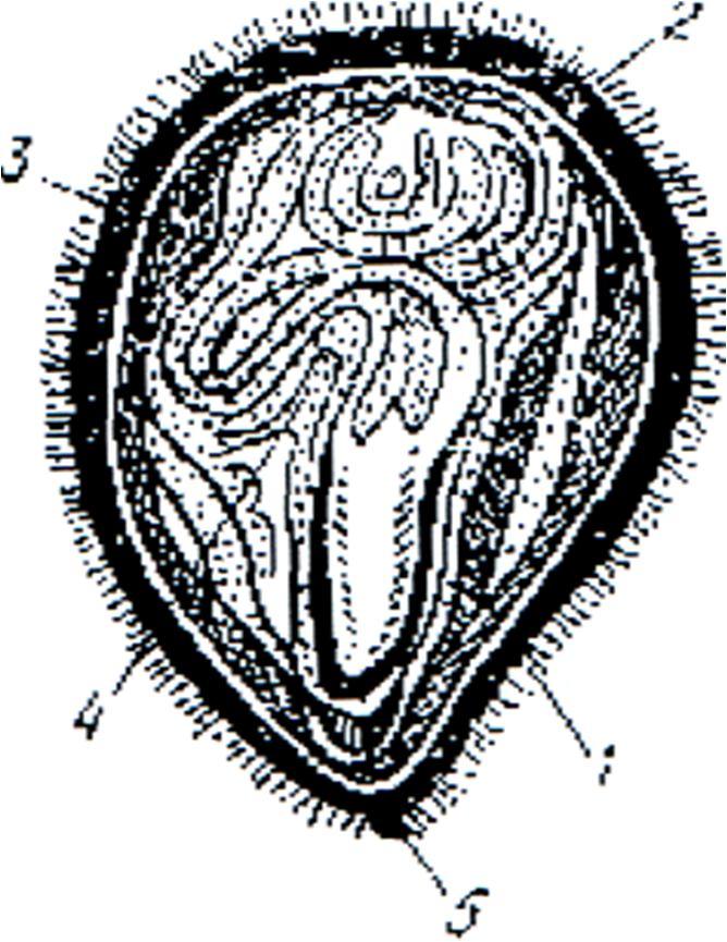 a urug pallasi yozilgan murtak; b murtak markaziy organlarining uzunasiga kesimi: 1-urug palla; 2-urug palla osti tirsagi; 3-boshlang ich ildiz va uning uchidagi g ilofcha; 4-o sish nuqtasi Paxta