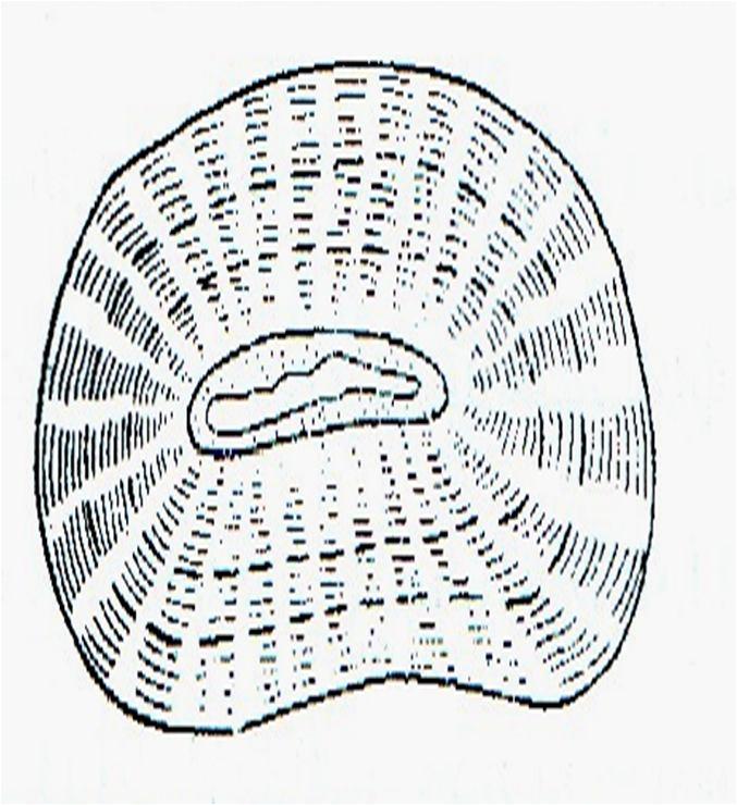 1-tashqi integumentning tashqi epidermisi, 2-tashqi integumentning parenxima to qimasi, 3-tashqi integumentning ichki epidermisi, 4-lignin bilan to yingan panjarasimon to qimasi, 5-ichki