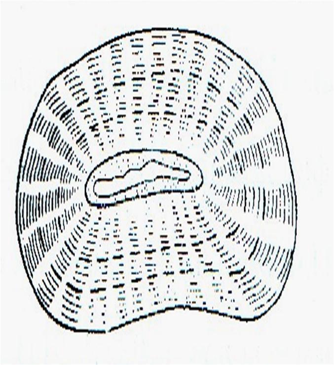 1-tashqi integumentning tashqi epidermisi, 2-tashqi integumentning parenxima to qimasi, 3-tashqi integumentning ichki epidermisi, 4-lignin bilan to yingan panjarasimon to qimasi, 5-ichki