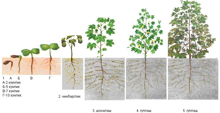 11- rasm. G o zanng rivojlanish fazalari Haroratga talabi. G o za issiq tropik zonadan kelib chiqqanligi uchun ham issiqqa talabchan bo ladi.