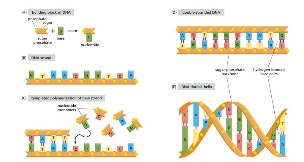 Εικόνα 1.1: Το DNA και οι δομικοί λίθοι αυτού.