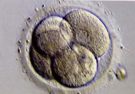 Ενδεχομένως, ένα έμβρυο ή περισσότερα έμβρυα θα εμφυτευθούν και θα αναπτυχθεί μια κανονική εγκυμοσύνη.