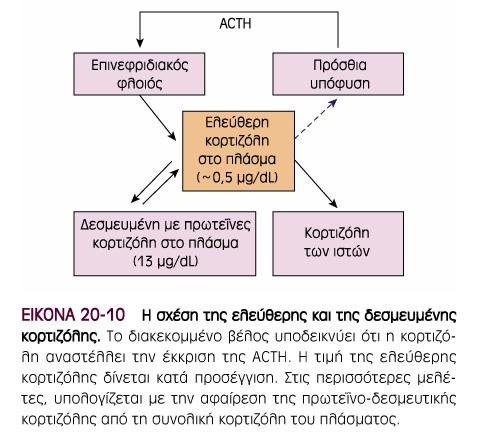 Μεταφορά της κορτιζόλης 96% της κορτιζόλης του πλάσµατος συνδεδεµένο µε πρωτεΐνες ² 90% κυκλοφορεί συνδεδεµένο µε την τρανσκορτίνη 4% κυκλοφορεί ελεύθερο ² Τρανσκορτίνη ή
