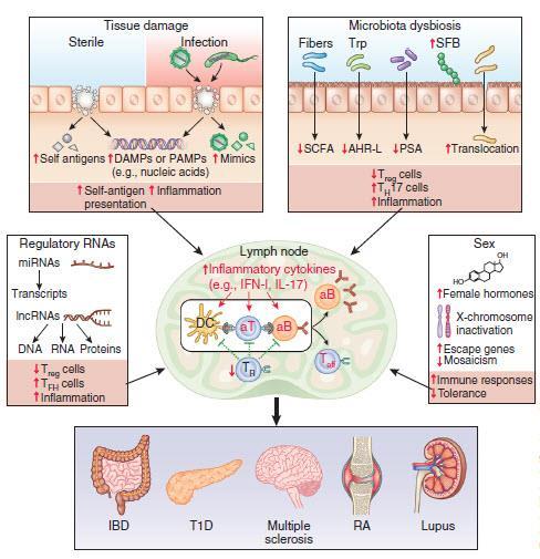 Οι πολλαπλές διαδρομές προς την αυτοανοσία Βλάβη ιστού υπό στείρες συνθήκες ή λόγω μόλυνσης Δυσβίωση, διαταραγμένη σύσταση της μικροχλωρίδας Ανωμαλίες σε μη κωδικοποιητικά ρυθμιστικά RNAs Ορμονικές