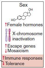 Σεξουαλική προτίμηση στην αυτοανοσία Δύο, κυρίως, παράγοντες συμβάλλουν σε αυτό: οι ορμόνες: τα οιστρογόνα ενισχύουν τις ανοσολογικές αποκρίσεις, ενώ τα ανδρογόνα τις καταστέλλουν.