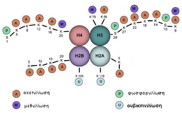 Τροποποιήσεις των ιστονών Κάθε ιστόνη έχει μια αμινοτελική ουρά, η οποία εκτείνεται έξω από την κεντρική δομή.