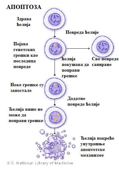 Слика 1.2.
