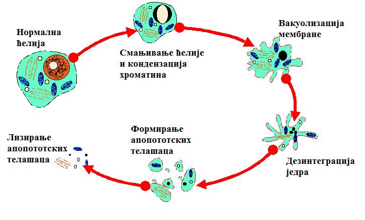 1.2.5 Морфолошке промене ћелије у процесу апоптозе Објашњени механизам апоптозе доводи да бројних морфолошких промена у апоптотичној ћелији што представља основу за диференцирање апоптозе од других