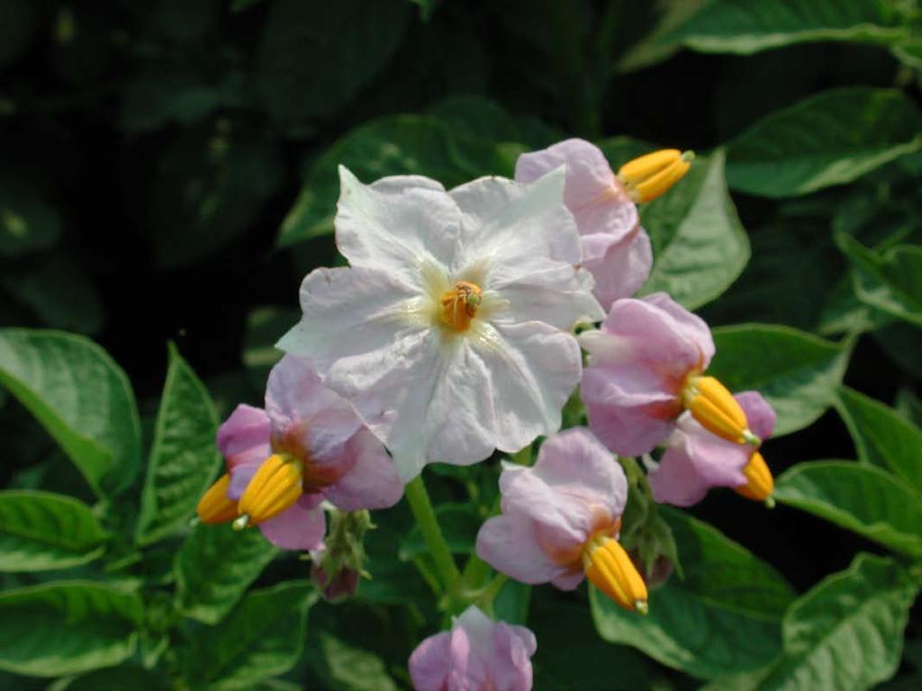 Άνθη πατάτας (τυπικό άνθος σολανωδών, με το