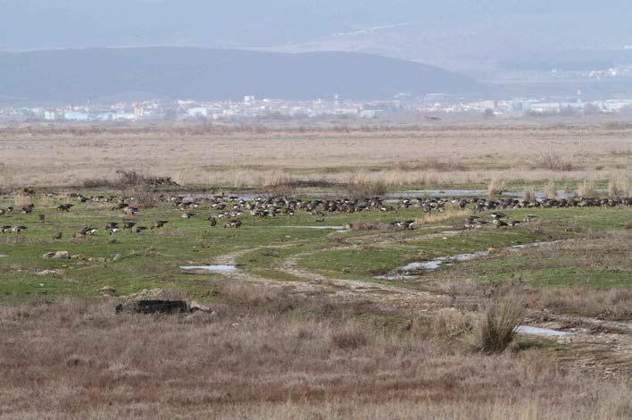 αγρωστώδη και ψυχανθή Νανόχηνα ευρυφάγο είδος με προτίμηση στα φυσικά