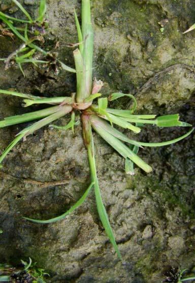 Echinochloa crus galli (47.4%) Halimione portulacoides (13.