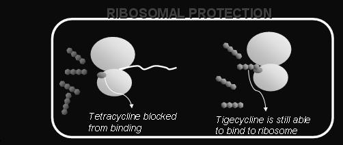 RND multi drug efflux pumps που είναι υπεύθυνες για την αντοχή σε πολλές