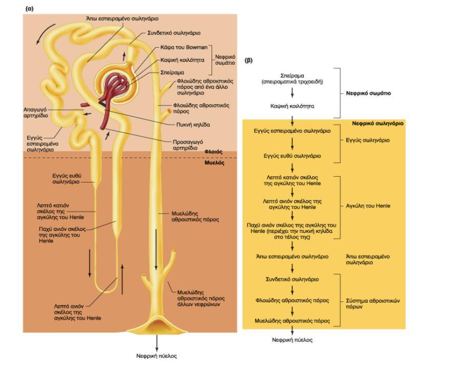 ΔΟΜΗ ΝΕΦΡΩΝΑ Νεφρωνας=νεφρικό