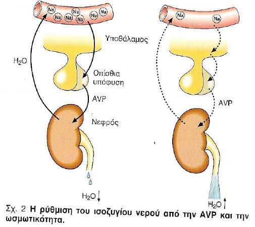 ΛΕΙΤΟΥΡΓΙΑ ΤΩΝ ΣΩΛΗΝΑΡΙΩΝ Μεταφορα νερού Η βαζοπρεσίνη (αντιδιουρητική ορμόνη) διεγείρεται από την αύξηση της ωσμωτικής πίεσης του