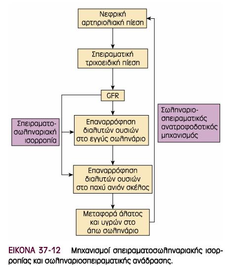 Νεφρική ροή αίματος Η νεφρική ροή αίματος είναι σημαντική