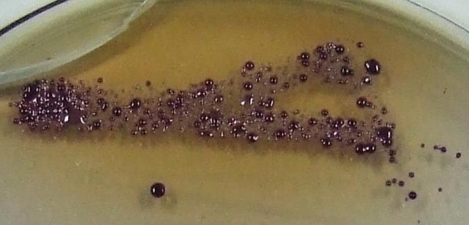 solanacearum на SMSA подлогама На King B подлози, испитивани