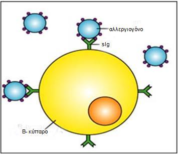 υποδοχείς sig των Β κυττάρων.