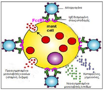 Μηχανισμός υπερευαισθησίας τύπου Ι 2ο Στάδιο: Πρόκληση νόσου β) Όψιμη φάση Έκλυση νεοσχηματισθέντων μεσολαβητών λιπιδίων (λευκοτριένια, προσταγλανδίνες), κυτταροκινών και χημειοκινών.