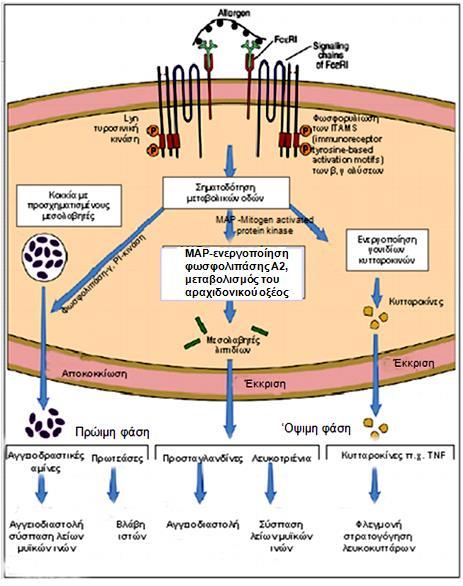 Υπερευαισθησία τύπου Ι Ενεργοποίηση σιτευτικού κυττάρου Σύνδεση (γεφύρωση) επιτόπων πολυσθενούς αλλεργιογόνου σε 2 μόρια IgE που είναι δεσμευμένα σε FcεRI υποδοχείς.