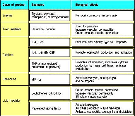 Βιολογικές δράσεις διαμεσολαβητών που απελευθερώνονται Προσχηματισμένοι μεσολαβητές (Πρώιμη φάση) Ένζυμα Τοξικοί μεσολαβητές Τρυπάση, χυμάση καθεψίνη G, καρβοξιπεπτιδάση Ισταμίνη, Ηπαρίνη