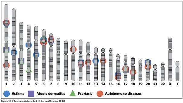 Παράγοντες ευαισθητοποίησης Γενετικοί (MHC, κυτταροκινών, β αλύσου FceRI) Περιβαλλοντικοί παράγοντες (βιομηχανικές χώρες, ρύπανση) Αντιγόνο-αλλεργιογόνο (είδος, χρόνος έκθεσης) Φυσική ανοσία