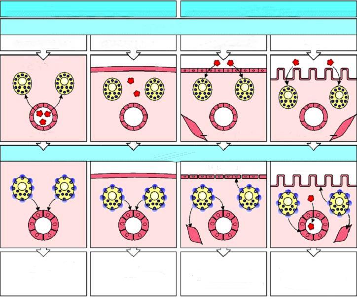 Σιτευτικά κύτταρα συνδετικού ιστού Σιτευτικά κύτταρα βλεννογόνων Ενδοφλέβια: υψηλή δόση IgE δεσμευμένη στα σιτευτικά κύτταρα Υποδόρια: χαμηλή δόση Πύλη εισόδου - Δόση Εισπνοή: χαμηλή δόση Από το