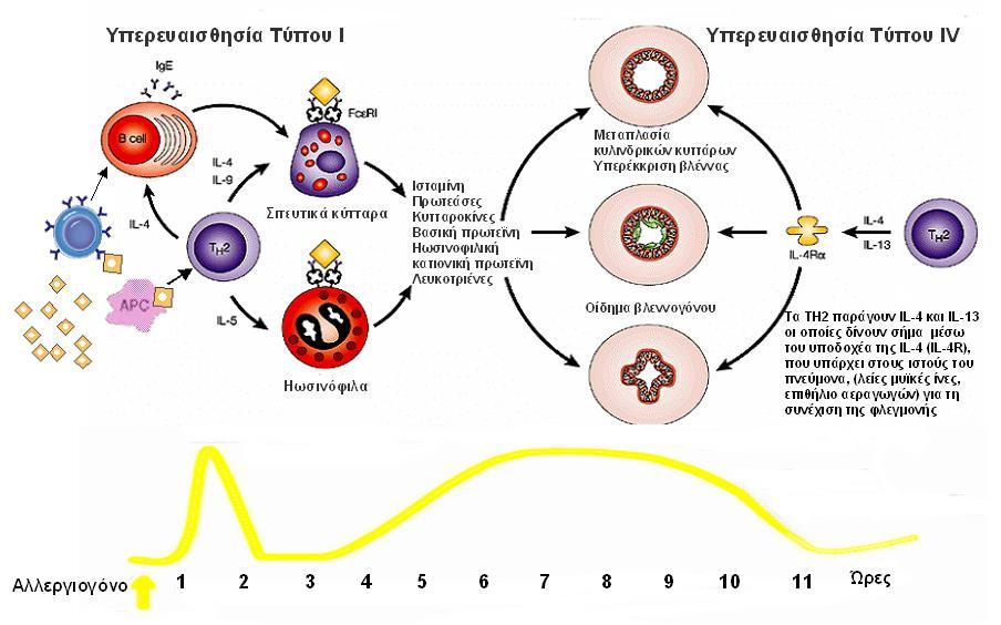 Μηχανισμοί υπερευαισθησίας Αλλεργικού Άσθματος Tα αντιγόνα παρουσιάζονται από τα μακροφάγα στα CD4 T- κύτταρα και στα κύτταρα μνήμης τα οποία θέτουν σε δράση μια πιο