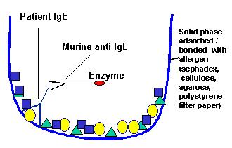 enzyme-labelled with a