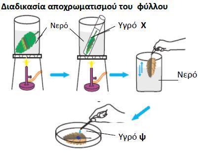 ιι. Να γράψετε σε τι χρησιμεύει το καυστικό νάτριο στο πείραμα. Δεσμεύει / απορροφά το διοξείδιο του άνθρακα. ιιι.