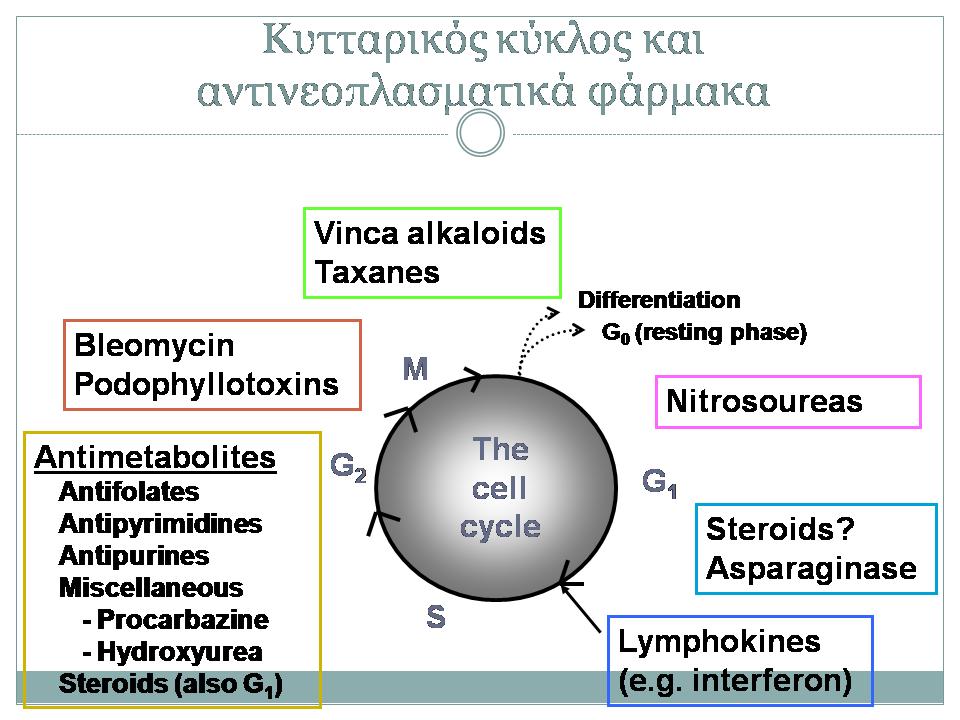 Μηχανισμός δράσης XMΘ φαρμάκων Ειδικά κύκλουμη ειδικά φάσης Ειδικά φάσης D.