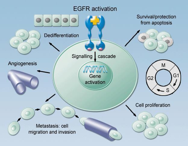 EGFR Baselga.