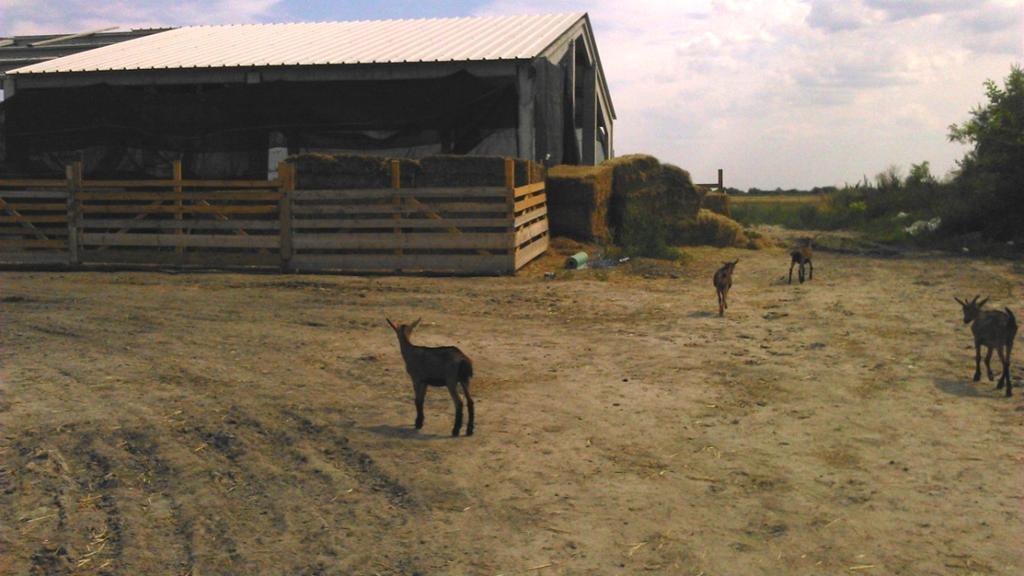 Грла се обележавају ушним маркицама. Превентива је најбитнија, али не у смислу ветеринарске интервенције, већ у смислу редовних дезинфекција и хигијене држања грла.