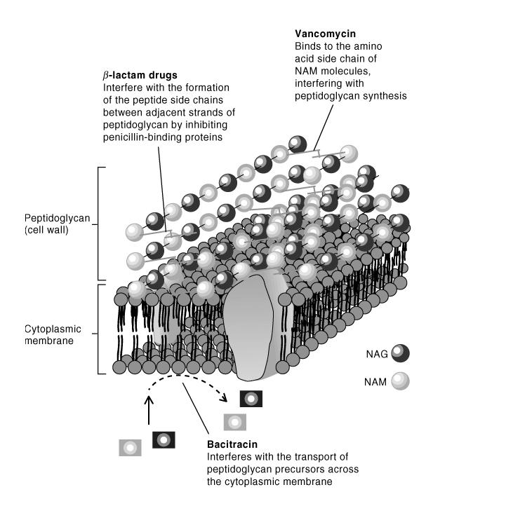 Β-λακτάμες Bacteria synthesize new cell wall using a system of enzymes The last step in cell wall synthesis is formation