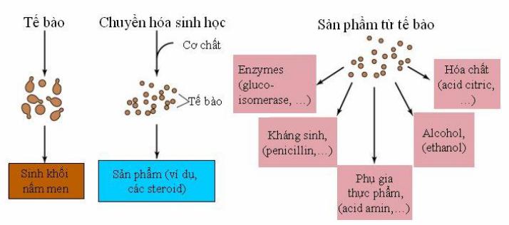 điều kiện bình thường, mà chỉ thực hiện ở điều kiện đặc biệt (nhiệt độ, áp suất, độ ẩm) thích hợp cho quá trình chuyển hóa, trong trường hợp này người ta