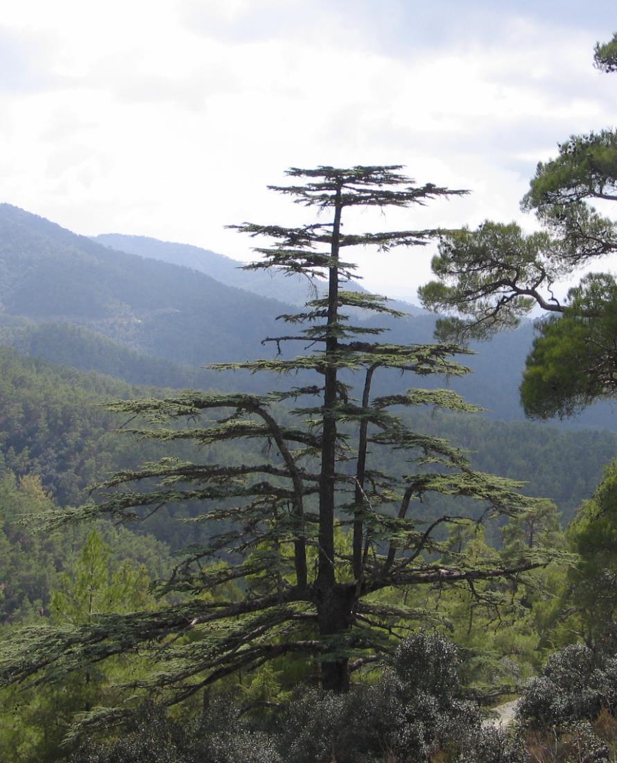 2.1. Στόχοι της έρευνας Η παρούσα έρευνα πραγματοποιήθηκε στα πλαίσια του έργου «Ολιστική διαχείριση του οικοτόπου προτεραιότητας 959* στην περιοχή του Δικτύου Natura Κοιλάδα Kέδρων-Κάμπος» που