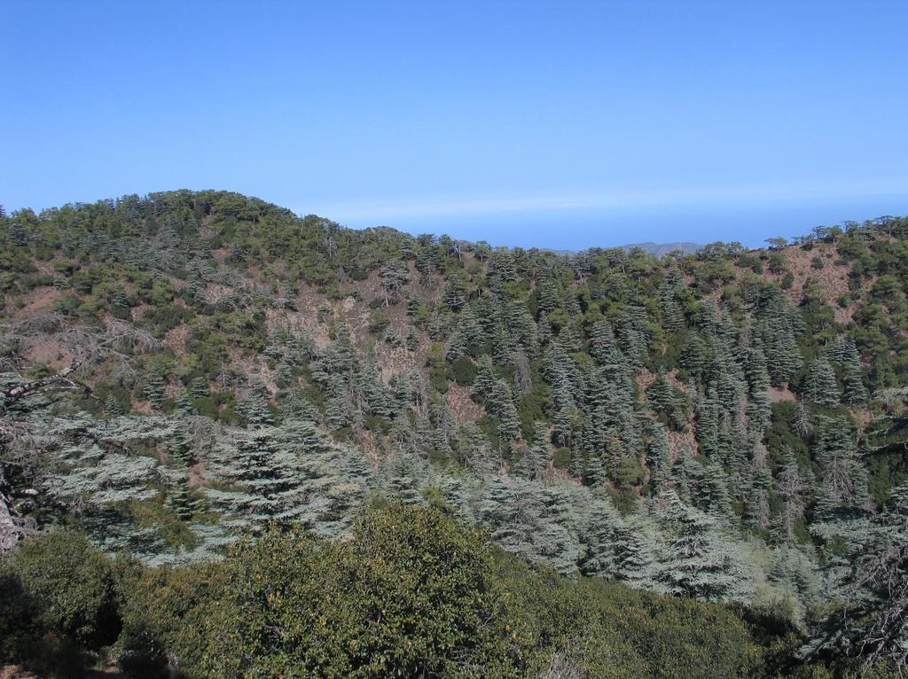 προσβολών από έντομα και μύκητες, σημάδια βόσκησης κτλ. (βλέπε Ντάφης 1992). Τα φυτά της αναγέννησης κατατάχθηκαν στις ακόλουθες τέσσερις κατηγορίες: 1.