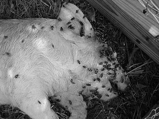 74 ВЕТЕРИНАРСКИ ЖУРНАЛ РЕПУБЛИКЕ СРПСКЕ Veterinary Journal of Republic of Srpska PRAVILNO OBILJEŽAVANJE UZORAKA Prikupljene uzorke potrebno je pravilno i obilježiti.