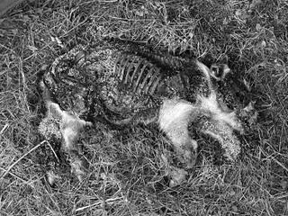 Figure 5. 24 hours after death. On the carcass in the snout area visible masses of maggots and egg masses (18). Slika 6. Treći dan nakon smrti.