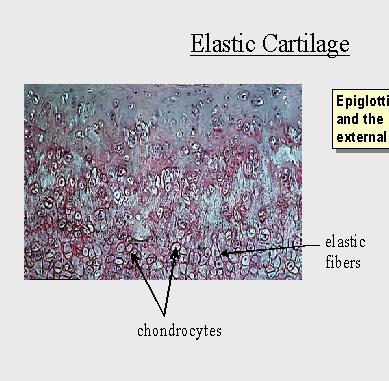 περιχόνδριο χονδροκύτταρα Ελαστικές
