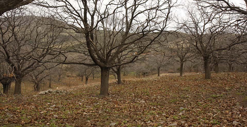 Η καλλιέργεια της καστανιάς αποτελεί σημαντική