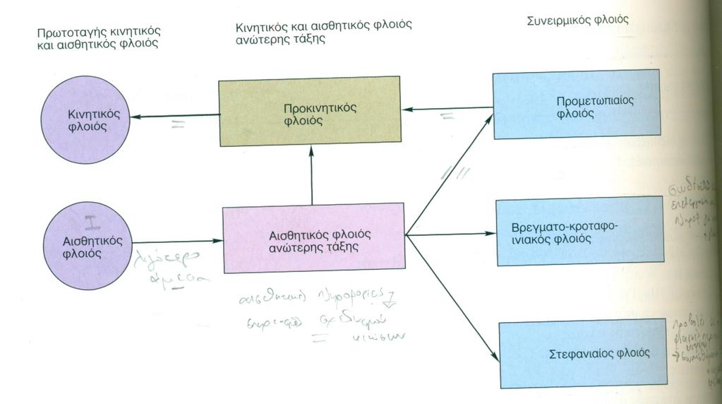 Γνωστική λειτουργία & φλοιός. Μετωπιαίοι ΣΦ & κίνηση Οι µετωπιαίες συνειρµικές περιοχές παρεµβαίνουν σε κινητικές στρατηγικές & κινητικό σχεδιασµό.