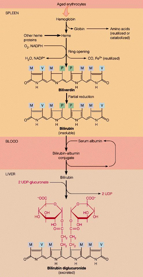 Razgradnja hema Najveći dio hema, koji se razgrađuje potiče iz ostarijelih eritrocita.